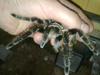 Vartotojo avataras